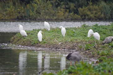 Cattle Egret numbers increasing